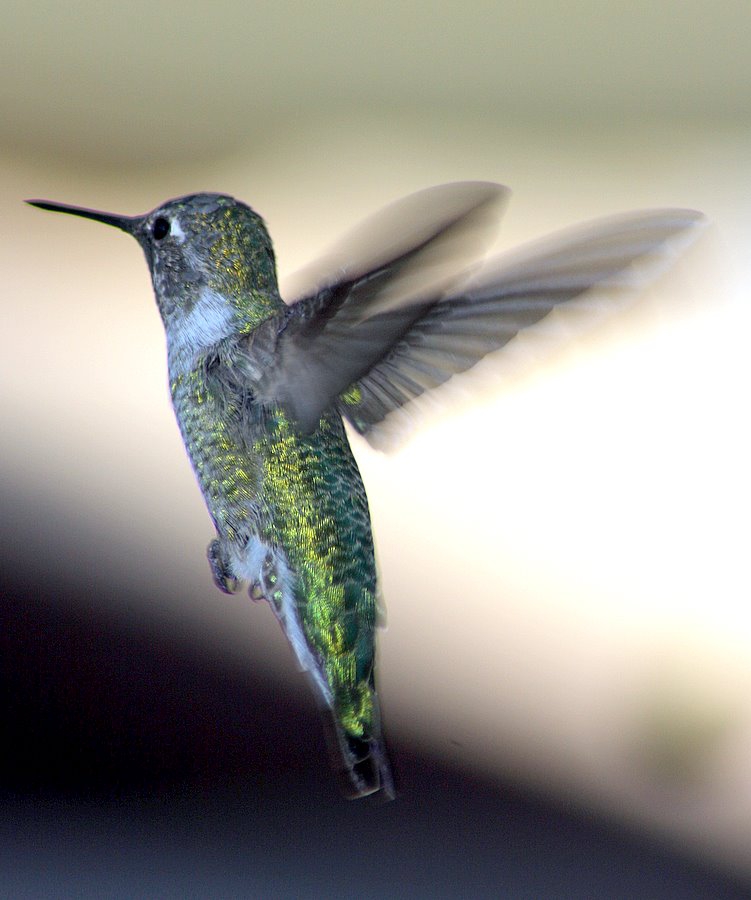 Kolibri