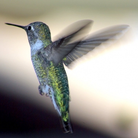Kolibri