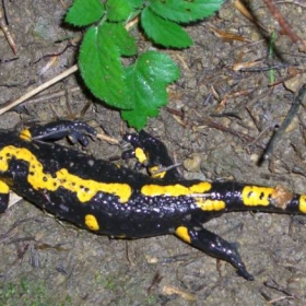 Feuersalamander