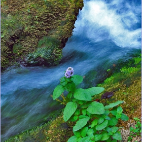 До водата...