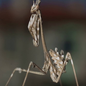 Empusa fasciata (клонеста богомолка)