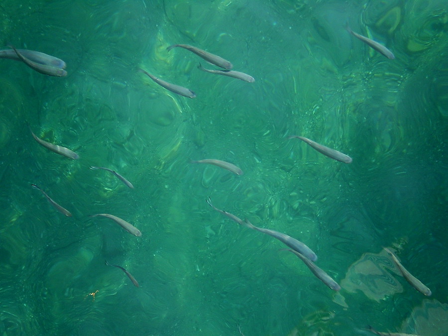 Fish life