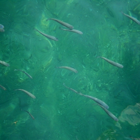 Fish life