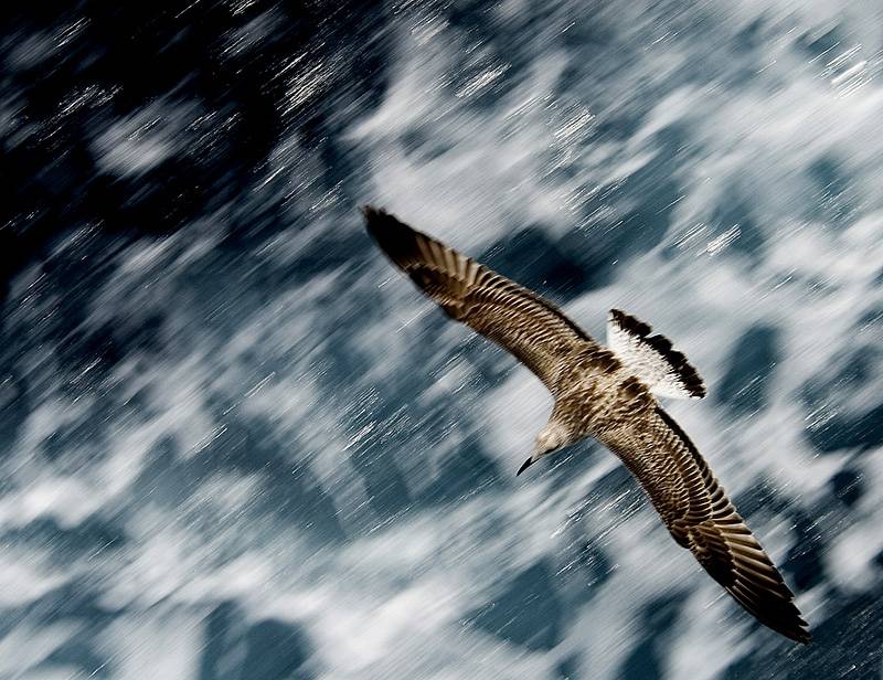 Wings