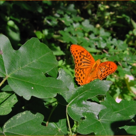 orange beauty