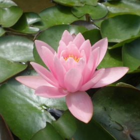 water-lily