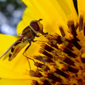 Doctor Insect is checking up