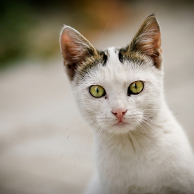 Котьо
