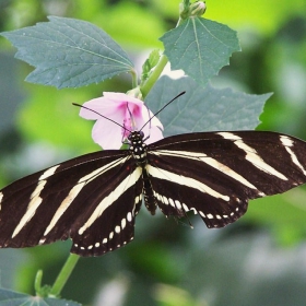 peperuda