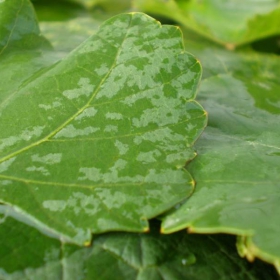 GreeN LeaFs