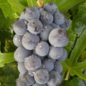 Grapes