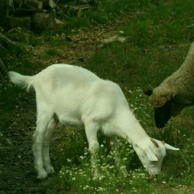 LESHNICA 3