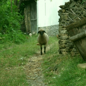 LESHNICA 4