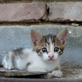 Blue Eyes