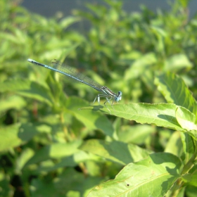 Dragonfly