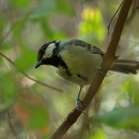 Голям синигер (Parus major) - ако не бъркам...