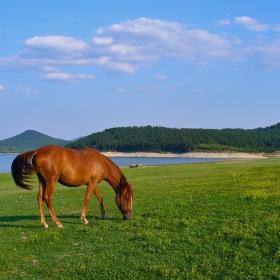 Паша