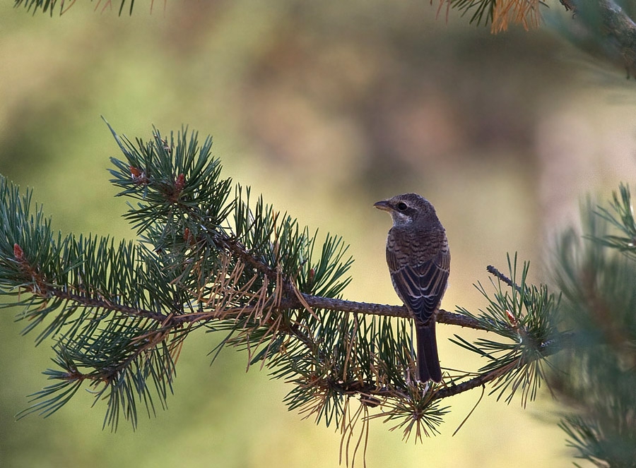 Червеногърба сврачка (Lanius collurio)