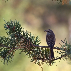 Червеногърба сврачка (Lanius collurio)