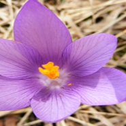 Crocus