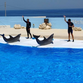 Delfinarium  Malta