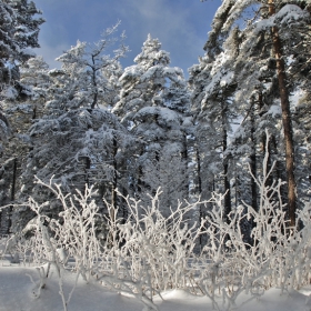 Снежни дантели