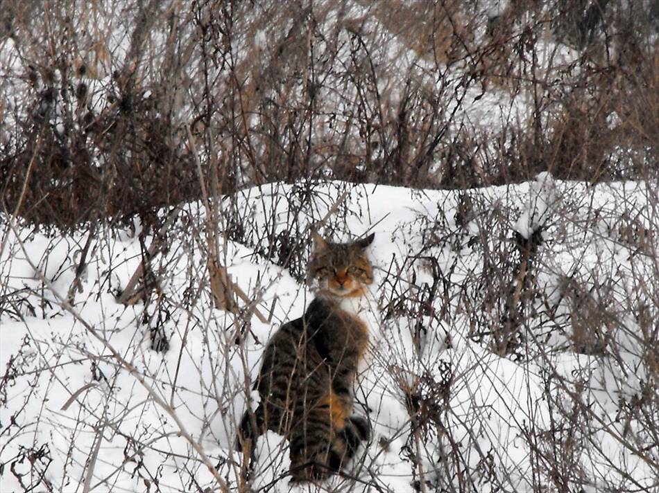 Европейска дива котка