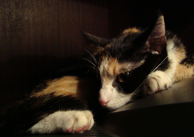 Зоркото око