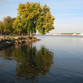 Tree by the river Potomac