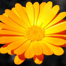 Calendula officinalis