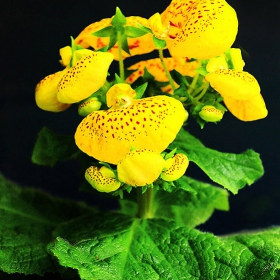 Калцеолария, Чехълче / Calceolaria