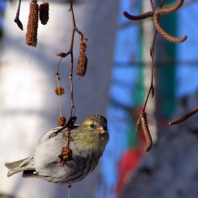 Елшова скатия (Carduelis spinus)