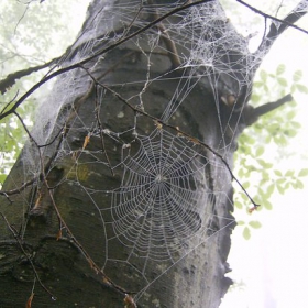 Spider`s net ;d