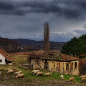 стадата  на времето