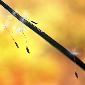 flown away