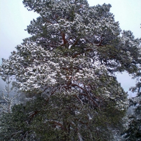 Още едно чудно дърво