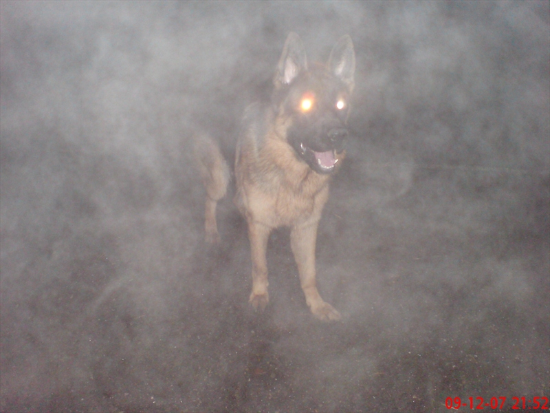 cujo