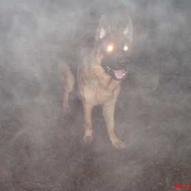 cujo