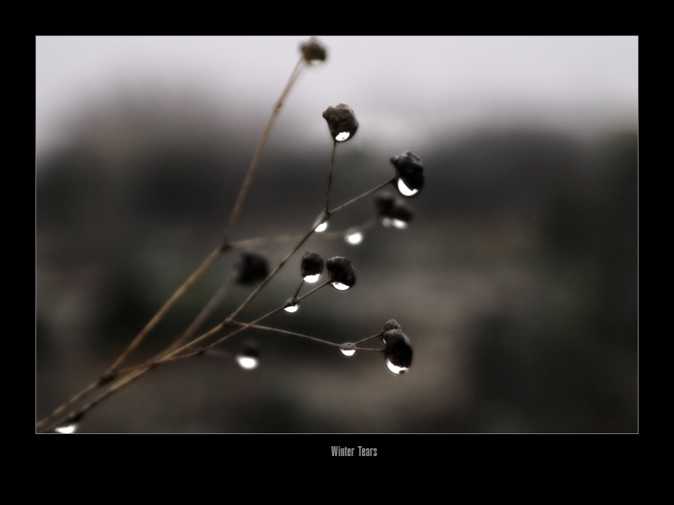 Winter Tears