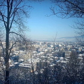 Между дърветата