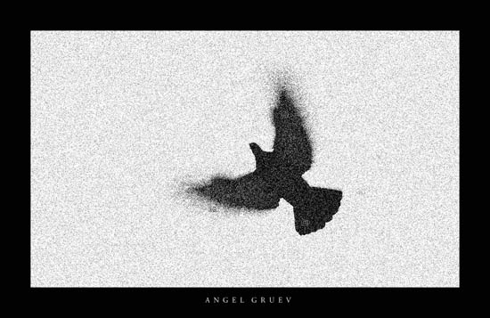 Melting of the black Dove