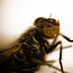 Musca domestica