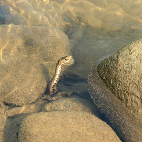 водна змия