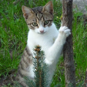 котка