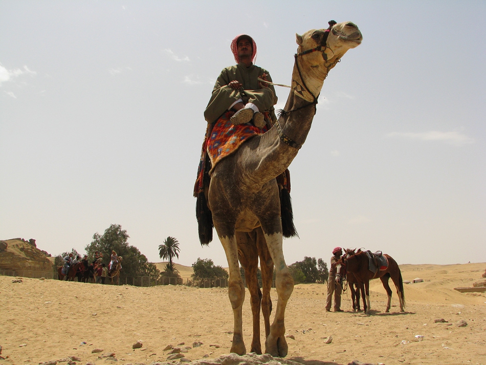 In the world of Camels