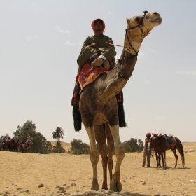 In the world of Camels