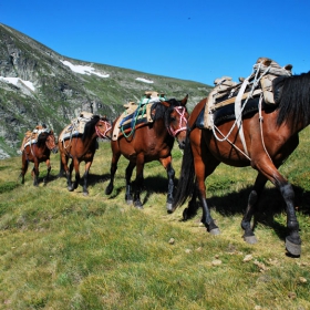 Рила