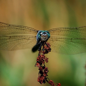 Dragonfly