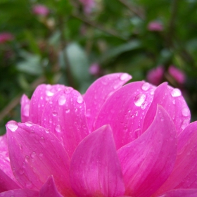 pink flower after the rain