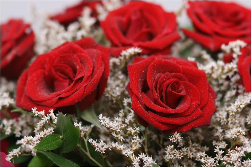 Red roses